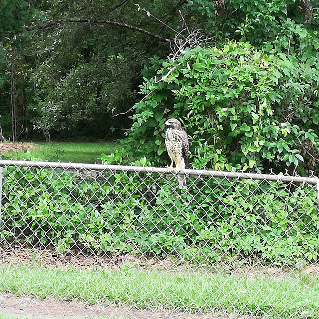 A Red Shoulderd Hawk Sitting The Fence Over Looking  My Fish Tanks