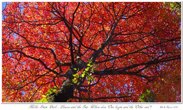 Miller State Park: Leaves and the Sun. Where does One begin and the Other end ?