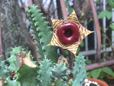 Huernia, Huernia zebrina, Lifesaver plant, succulent, succulents, garden, nature, flowers, gardening, garden tour