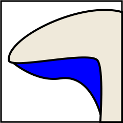 Mushroom gills classification