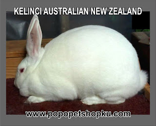 kelinci jenis australian new zealand