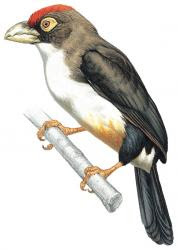 Pogonornis minor