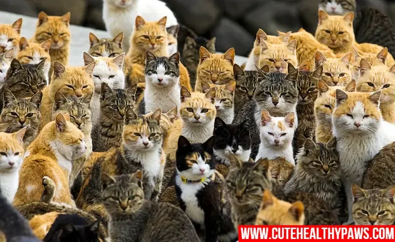 Japanese 'Cat Island'