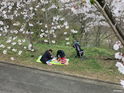 picnic under the cherry blossoms, Tendo, Japan