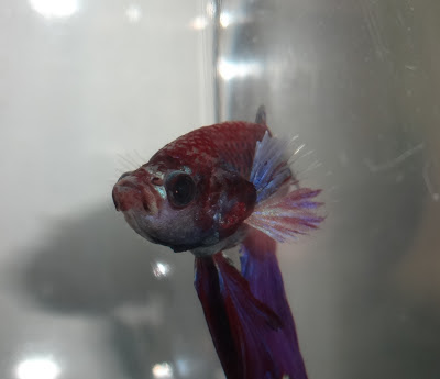 betta splenden