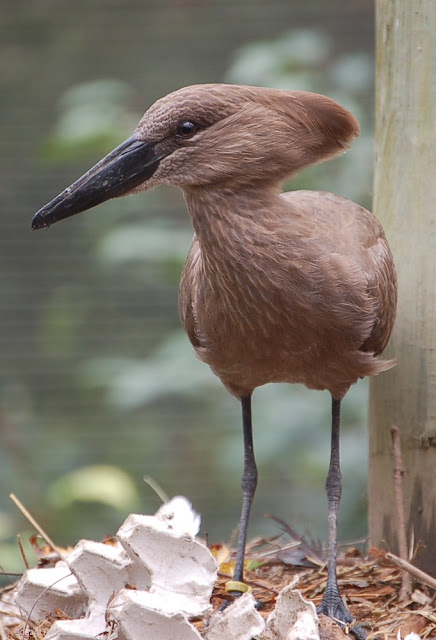 A brown hamerkop stands on black legs. Its black beach is to the right, and its crest of feathers extends from the back of its head.