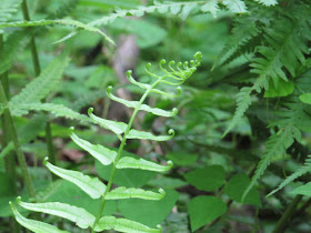 unfurling fern