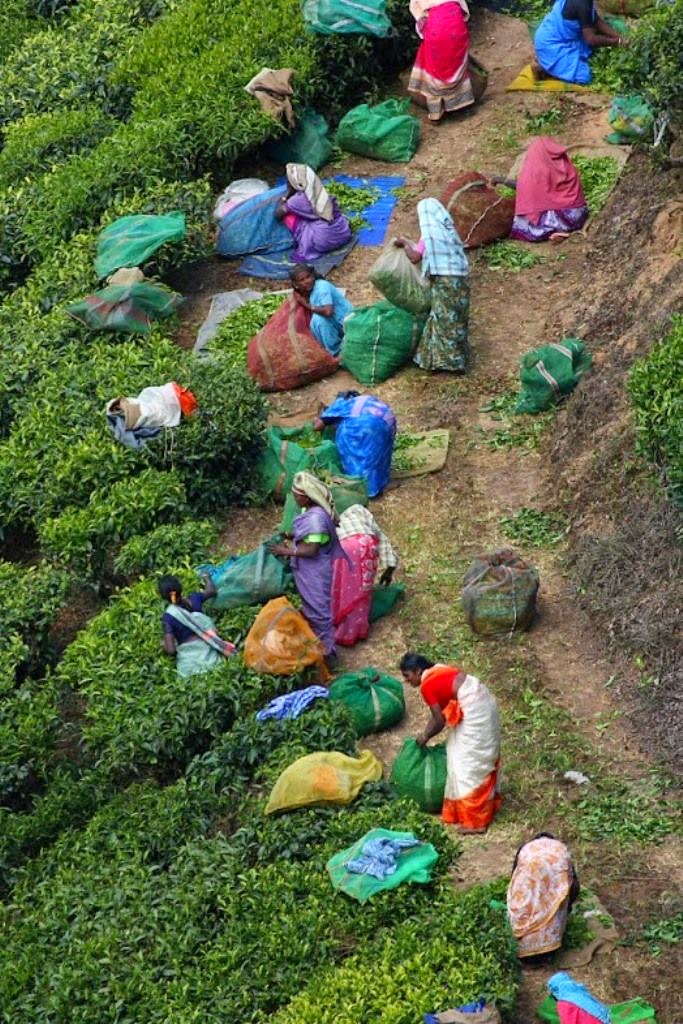 Tea plantation, Munnar, India 