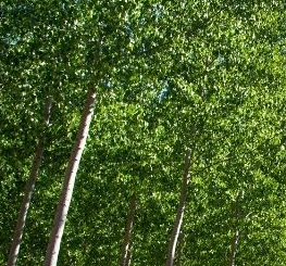 Superior Hybrid Poplar Tree Pros and Cons, Growth Rate, Root System, Lifespan