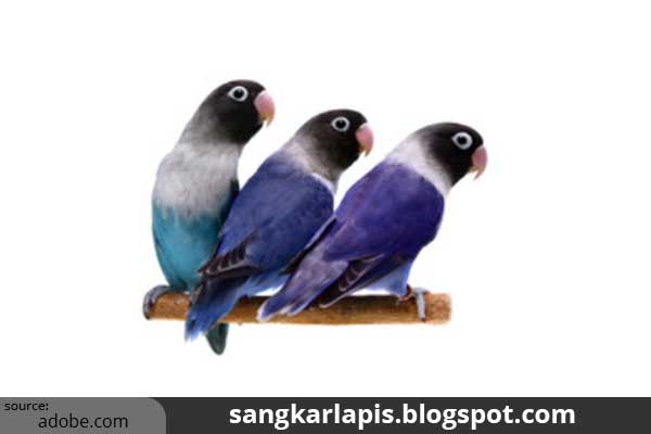 lovebird cobalt lovebird violet