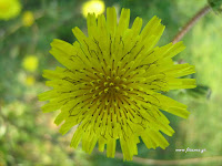 Sonchus+oleraceus. Flower+close Τα άγρια φαγώσιμα χόρτα της Ελλάδας!