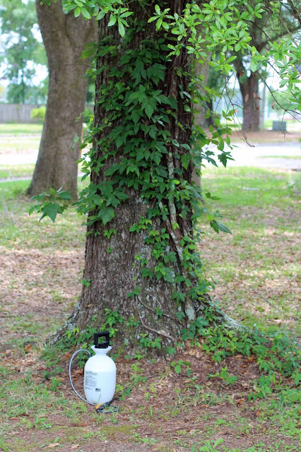 Poison ivy growing on tree in Pensacola, FL Yard