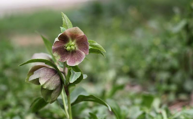 Lenten Rose Flowers