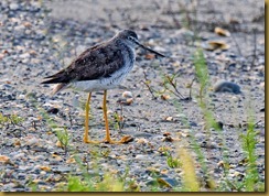 Sachuest 8-11 Greater Yellowlegs_D7K_2636 August 11, 2011 NIKON D7000 Sachuest 8-11 Greater Yellowlegs_D7K_2636 August 11, 2011 NIKON D7000