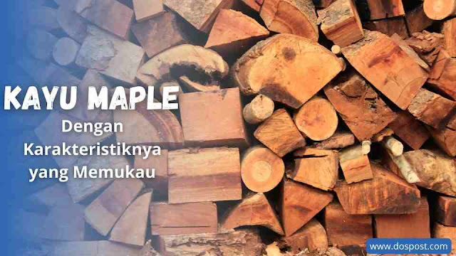 kayu maple