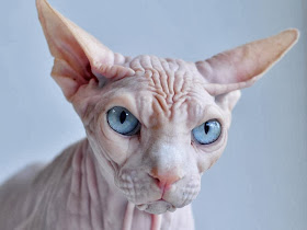 Picture of one of the ugliest cats in the world