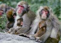 Familia de macacos