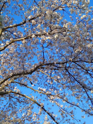 青空バックに桜さく