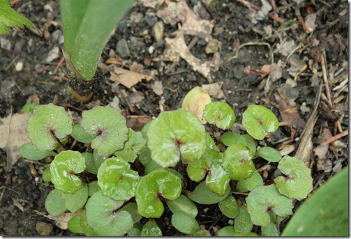 Ligularia_Seedlings