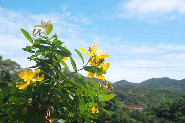 flowers, gardens, hills, Okinawa