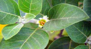 Grow Ashwagandha Plant