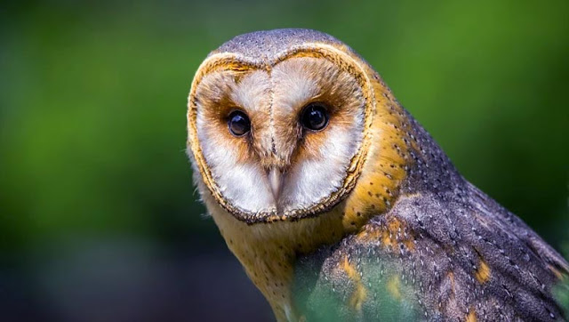 Barn Owl Presentation, Biology and Ecology