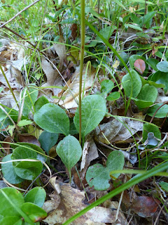 Pyrole d'Amérique - Pyrola americana - Pyrole à feuilles rondes