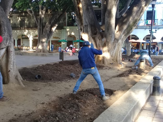 "Manita de gato" al Zócalo capitalino 