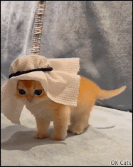 Cute Kitten GIF • Check out the cutest FIFA World Cup 2022 Mascot 😹 from Qatar [ok-cats.com]
