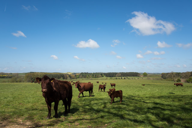 Lincolnshire Red cattle