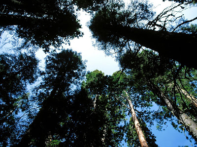 forest wallpaper