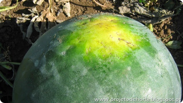 melancia madura