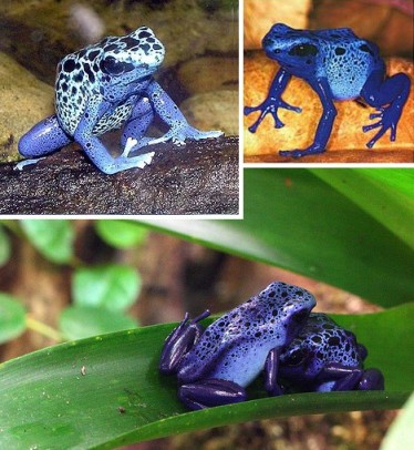 blue poison frog
