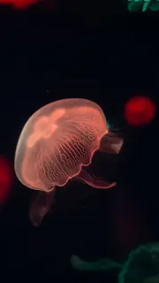 خلفيات سوداء