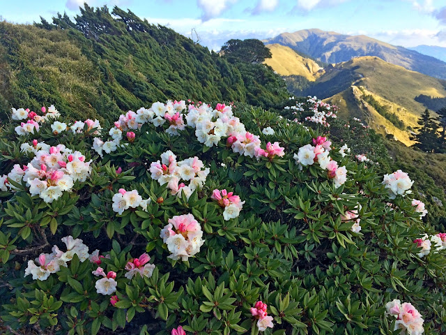 高山杜鵑