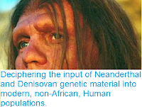 https://sciencythoughts.blogspot.com/2018/08/deciphering-imput-of-neanderthal-and.html