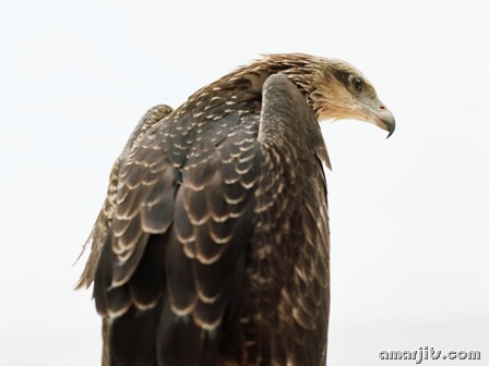 amarjits-com-Animal-Pics (3)