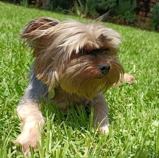 Male Yorkie laying on grass