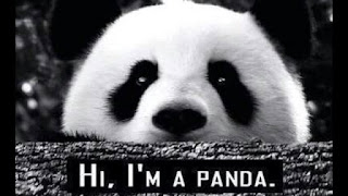  I Love Panda