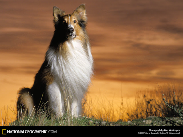 Lassie : Dog In Legend