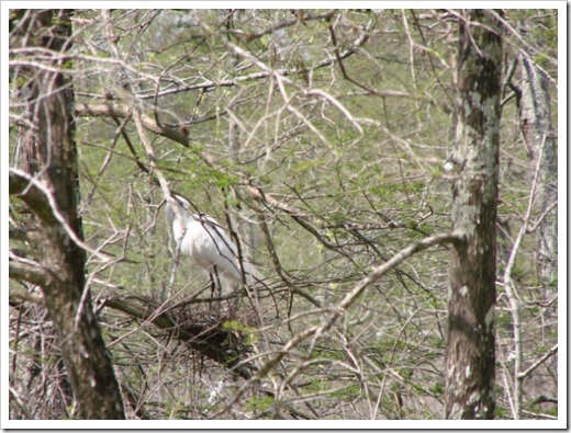 2010 04 01_Breaux Bridge_0020