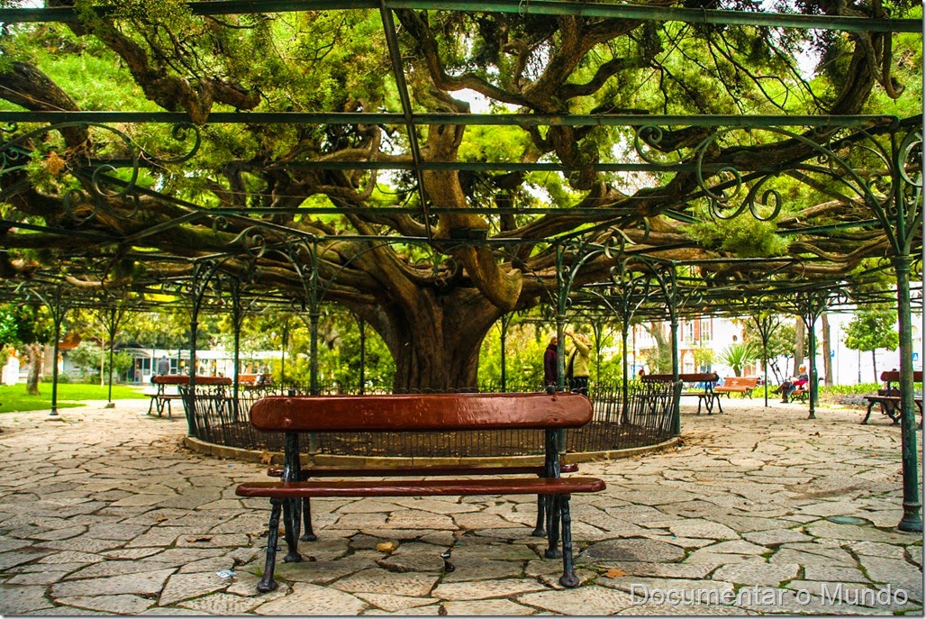 Jardim do Príncipe Real, cedro-do-Buçaco