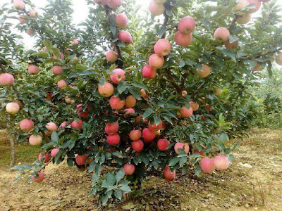 apple-tree-in-kasmir
