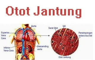 Artikel, Otot Jantung, Otot Jantung Adalah, Jenis Otot Jantung, Otot Atrium, Otot Ventrikel, Serabut Konduksi, Kontraksi Otot Jantung, Gangguan Otot Jantung,