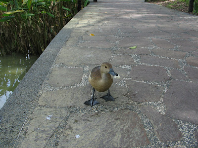 Rambo Duck