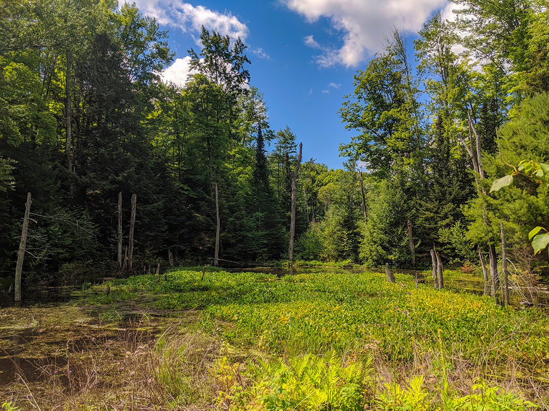 Ice Age Trail Wood Lake Segment