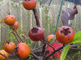 Mespilus germanica fruits