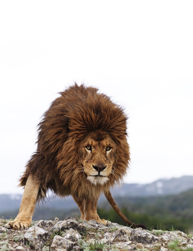 King of the Wild-Lion