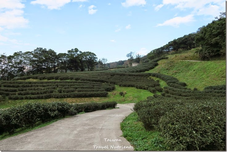 三峽熊空茶園 (22)