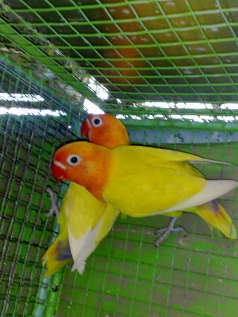 25+ Lama Ilmiah Love Bird Pastel Kuning